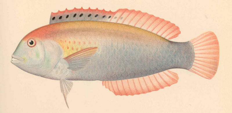 Xyrichtys woodi (Jenkins, 1901)